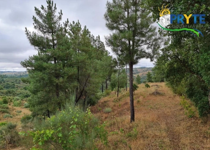 Quinta para Venda em Salgueiro do Campo Foto 25