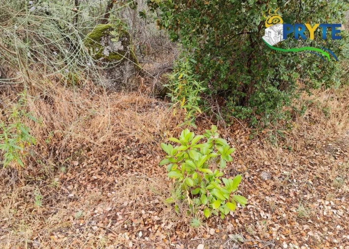 Quinta para Venda em Salgueiro do Campo Foto 32