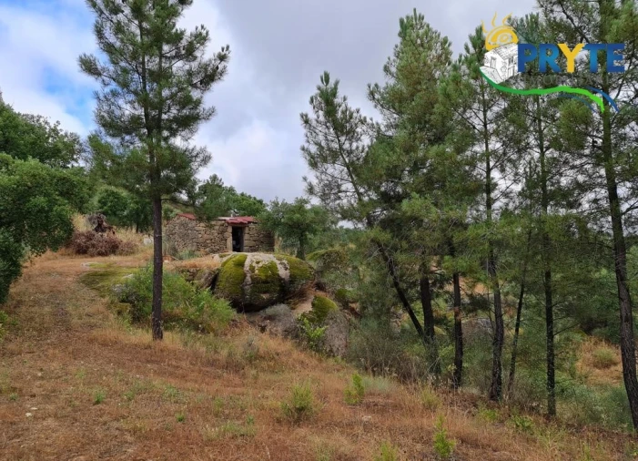 Quinta para Venda em Salgueiro do Campo Foto 33