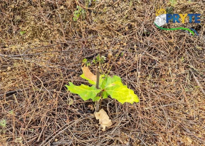 Quinta para Venda em Salgueiro do Campo Foto 34
