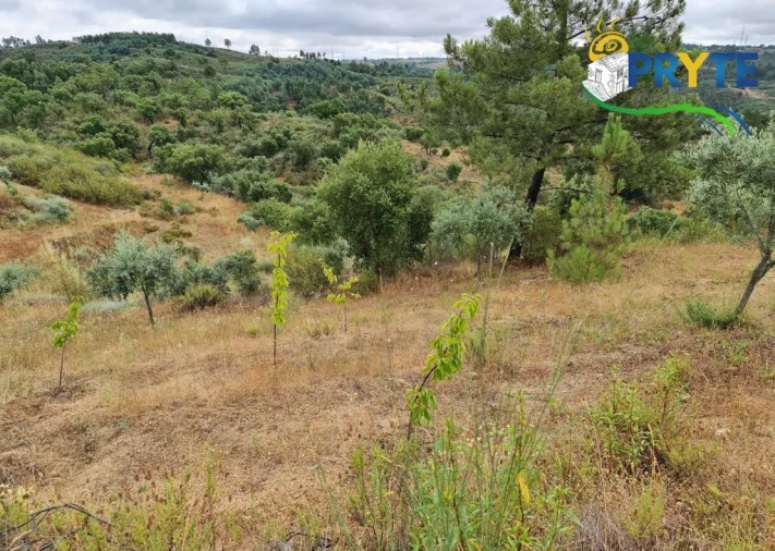 Quinta para Venda em Salgueiro do Campo Foto 39