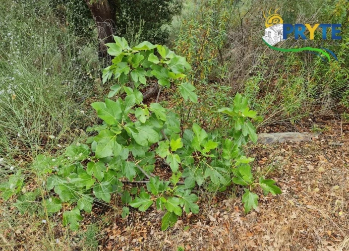 Quinta para Venda em Salgueiro do Campo Foto 41