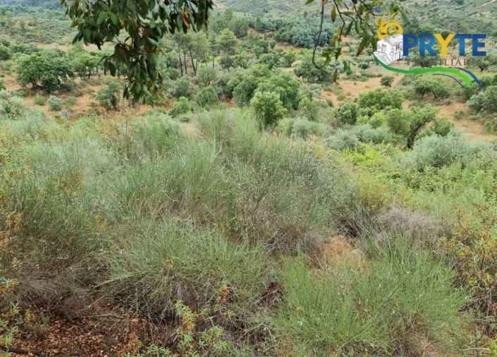 Quinta para Venda em Salgueiro do Campo Foto 42