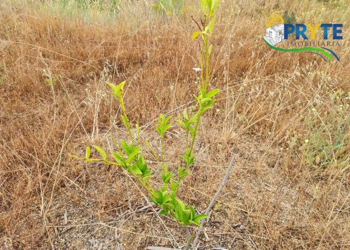 Quinta para Venda em Salgueiro do Campo Foto 48