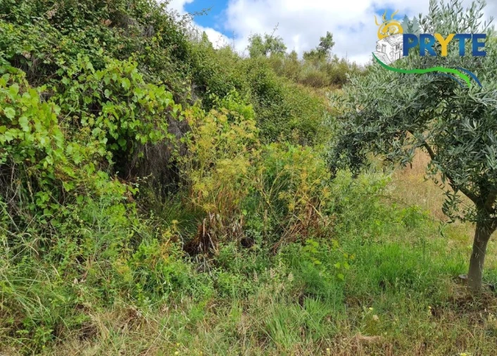 Quinta para Venda em Salgueiro do Campo Foto 81