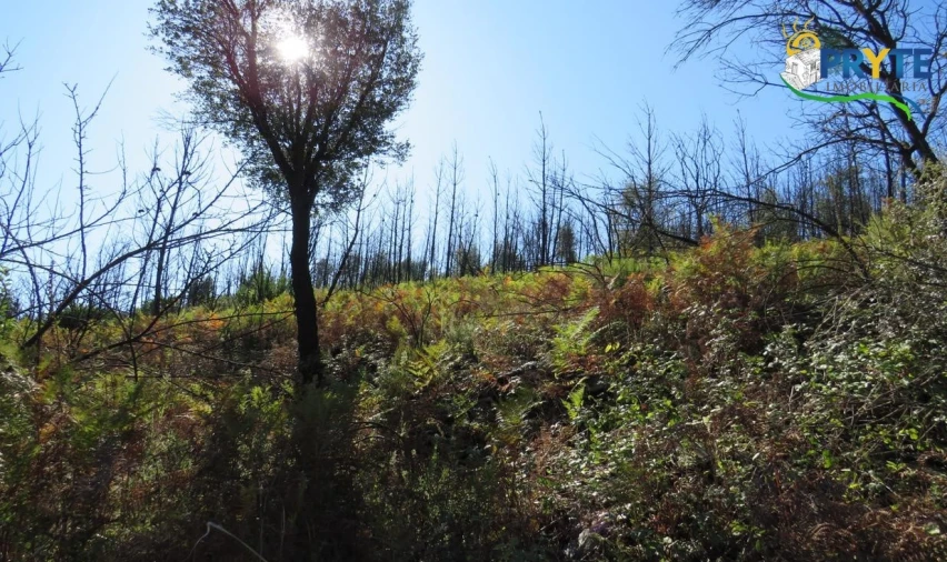 Terreno para Venda em Varzea dos Cavaleiros Foto 6