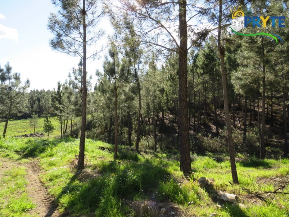 Quinta para Venda em Sobreira Formosa e Alvito da Beira Foto 5