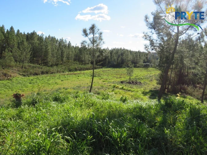 Quinta para Venda em Sobreira Formosa e Alvito da Beira Foto 11