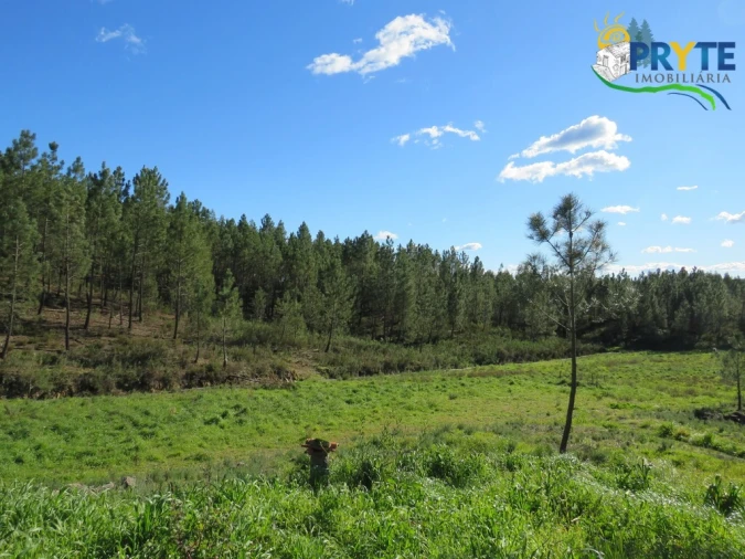 Quinta para Venda em Sobreira Formosa e Alvito da Beira Foto 13