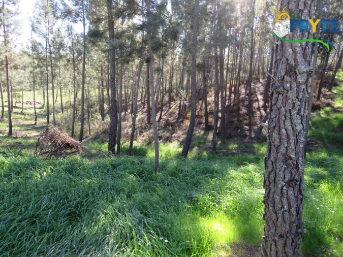 Quinta para Venda em Sobreira Formosa e Alvito da Beira Foto 20
