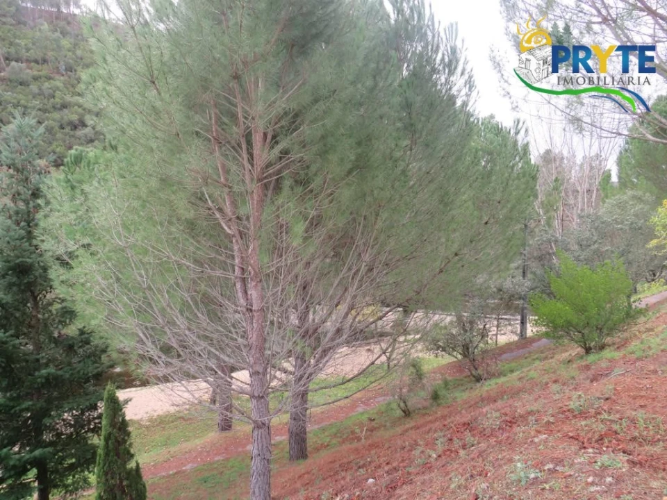 Terreno para Venda em Cumeada e Marmeleiro Foto 25