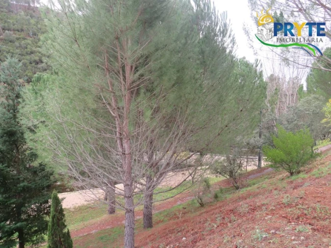 Terreno para Venda em Cumeada e Marmeleiro Foto 25