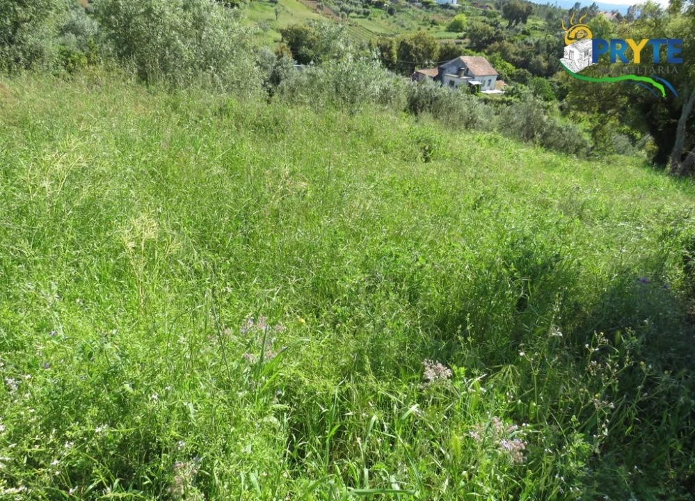 Terreno para Venda em Cernache do Bonjardim, Nesperal e Palhais Foto 13