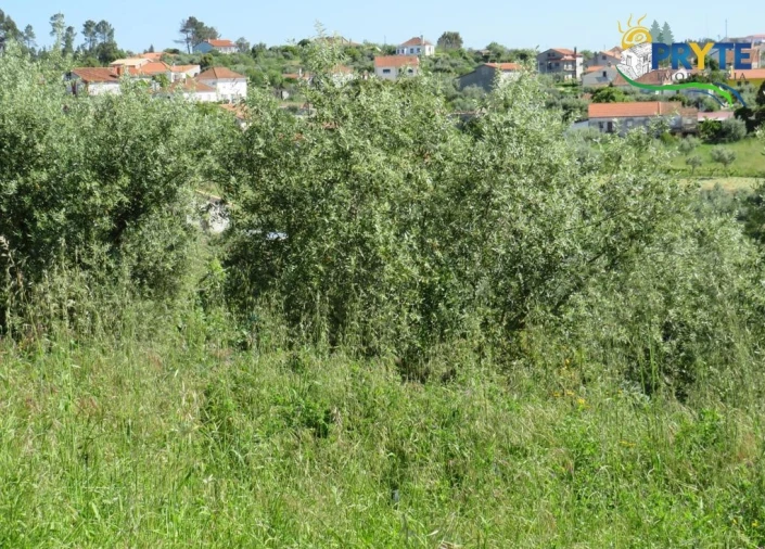 Terreno para Venda em Cernache do Bonjardim, Nesperal e Palhais Foto 6