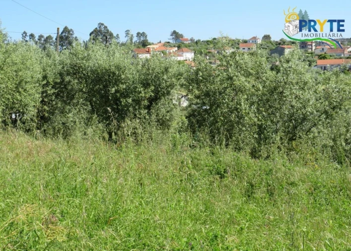 Terreno para Venda em Cernache do Bonjardim, Nesperal e Palhais Foto 7