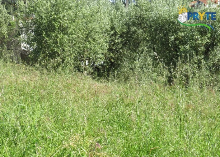 Terreno para Venda em Cernache do Bonjardim, Nesperal e Palhais Foto 10