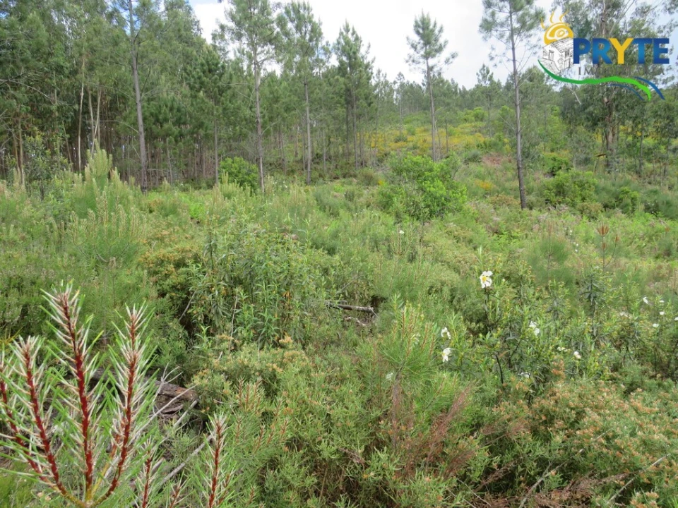 Terreno para Venda em Varzea dos Cavaleiros Foto 2