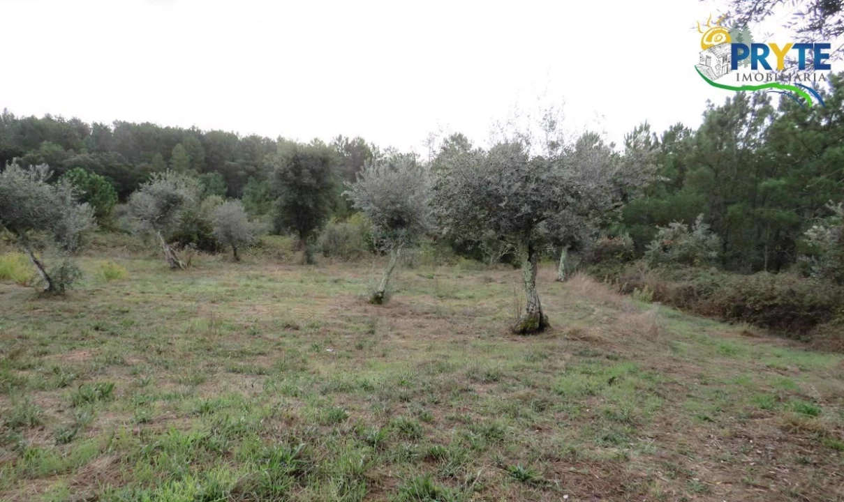 Terreno para Venda em Cernache do Bonjardim, Nesperal e Palhais Foto 15