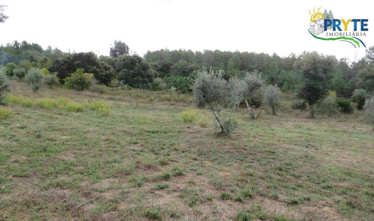 Terreno para Venda em Cernache do Bonjardim, Nesperal e Palhais Foto 19