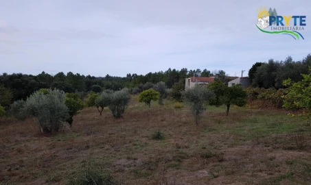 Terreno para Venda em Cernache do Bonjardim, Nesperal e Palhais