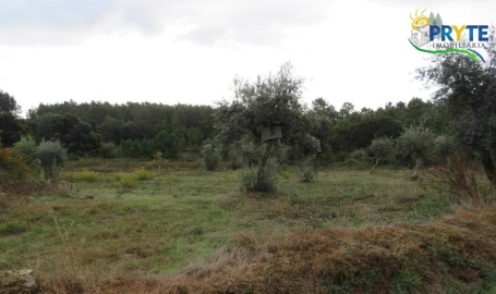 Terreno para Venda em Cernache do Bonjardim, Nesperal e Palhais