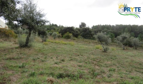 Terreno para Venda em Cernache do Bonjardim, Nesperal e Palhais