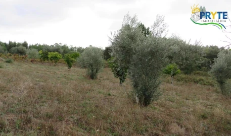 Terreno para Venda em Cernache do Bonjardim, Nesperal e Palhais