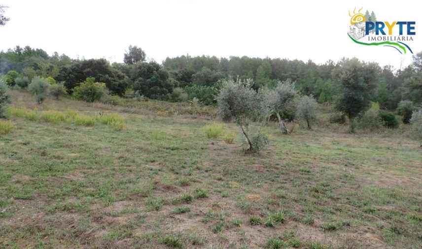 Terreno para Venda em Cernache do Bonjardim, Nesperal e Palhais Foto 19
