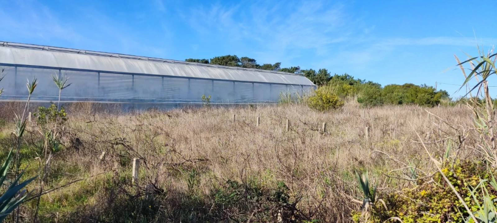 Terreno para Venda em Silveira Foto 4