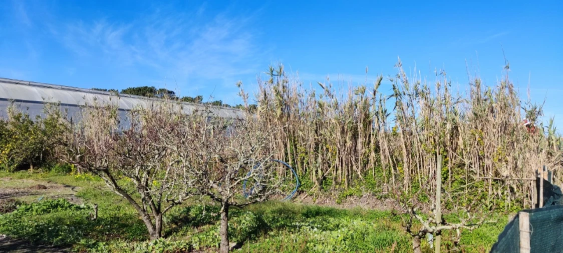 Terreno para Venda em Silveira Foto 2