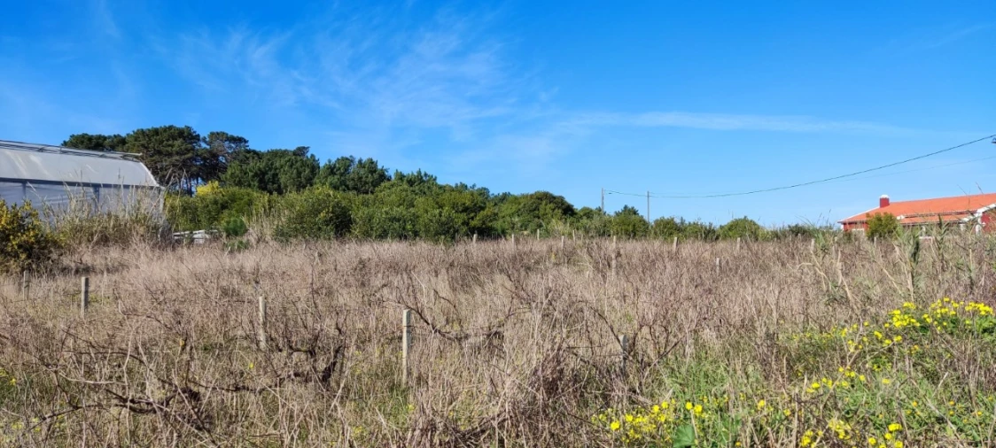 Terreno para Venda em Silveira Foto 5