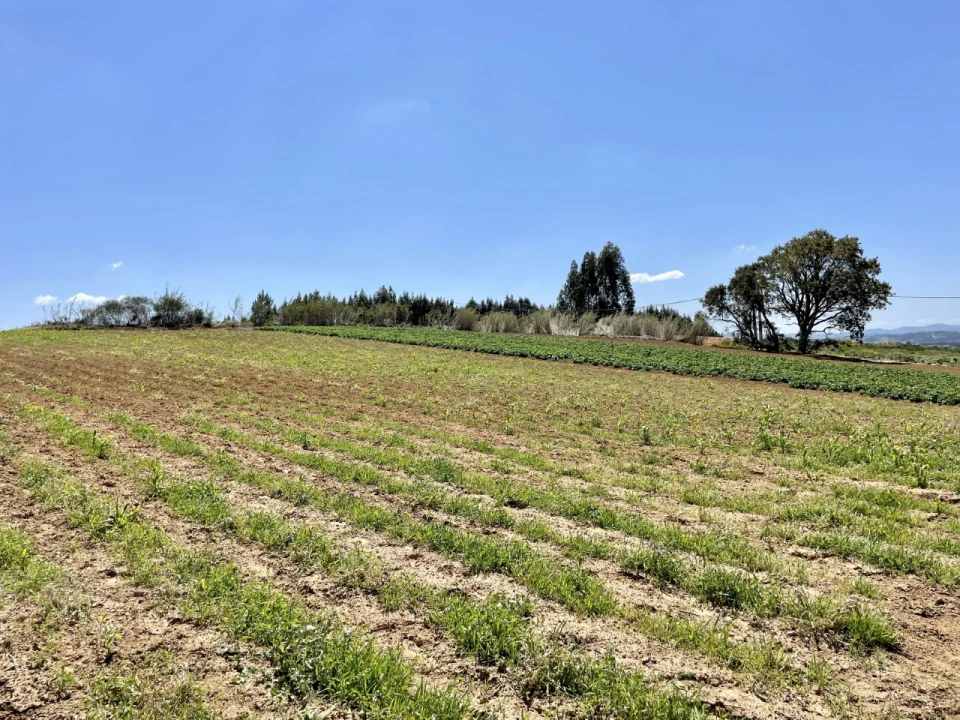 Quinta T1 para Venda em Lourinhã e Atalaia Foto 39