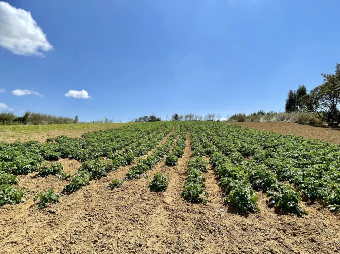 Quinta T1 para Venda em Lourinhã e Atalaia Foto 41