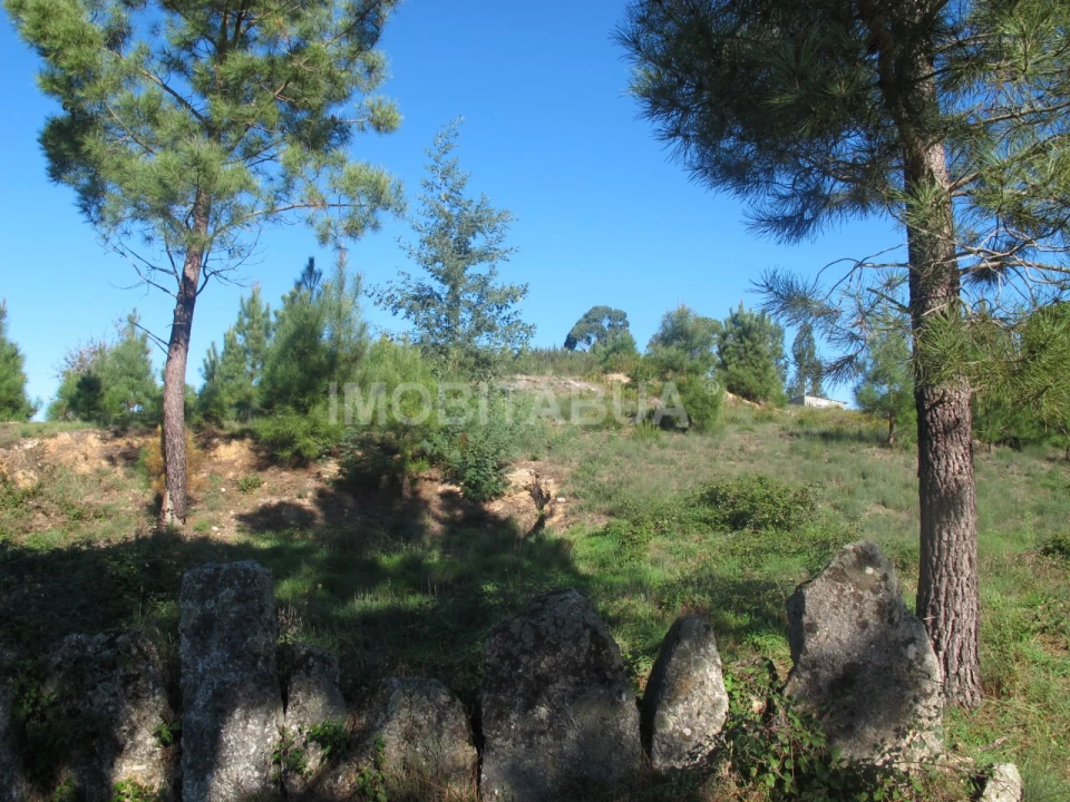 Terreno para Venda em Covas e Vila Nova de Oliveirinha Foto 4