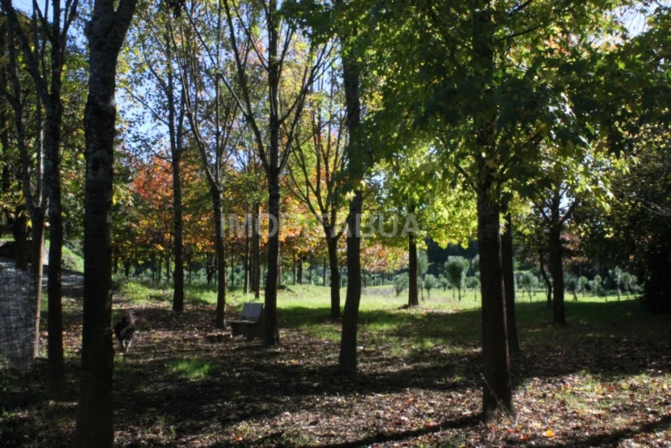 Quinta para Venda em Currelos, Papízios e Sobral Foto 3
