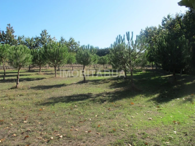 Quinta para Venda em Currelos, Papízios e Sobral Foto 16