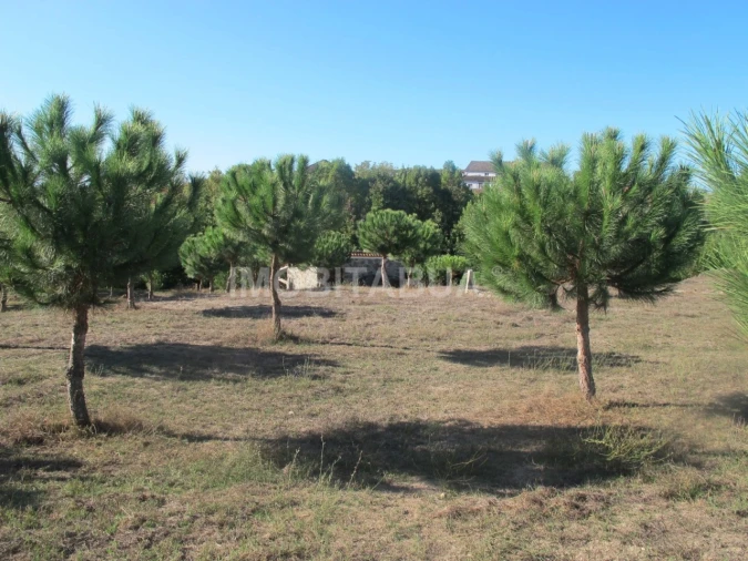 Quinta para Venda em Currelos, Papízios e Sobral Foto 18