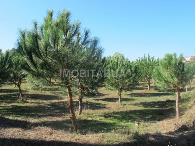 Quinta para Venda em Currelos, Papízios e Sobral Foto 21
