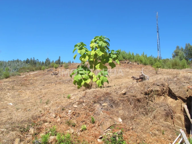 Moradia T1 para Venda em Ázere e Covelo Foto 18