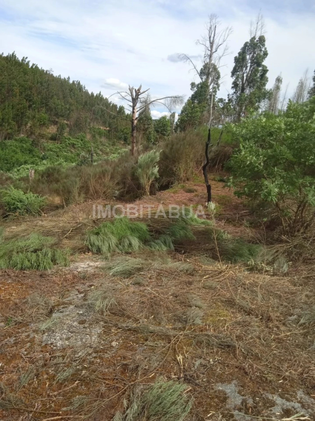 Terreno para Venda em Travanca de Lagos Foto 11