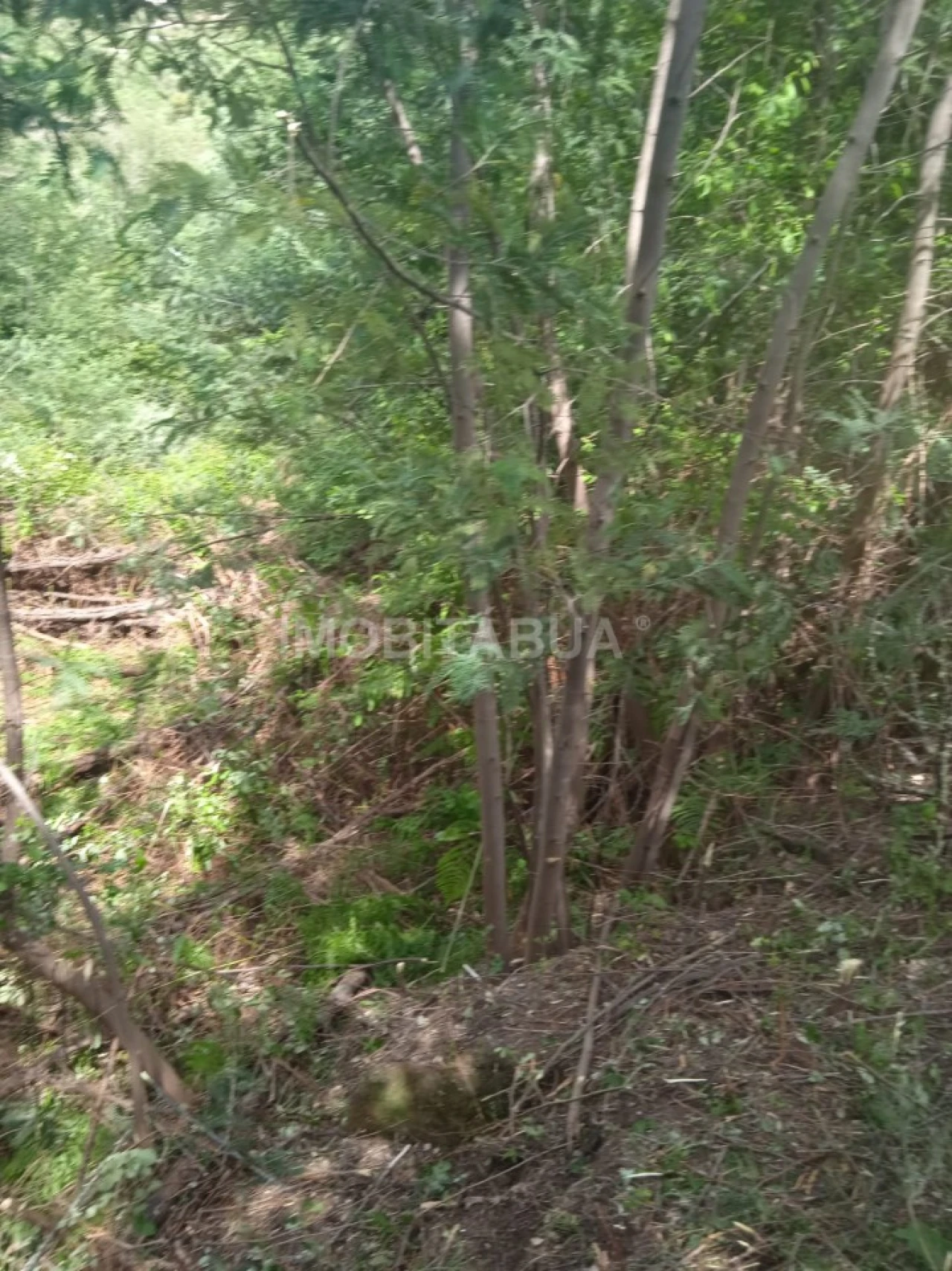 Terreno para Venda em Travanca de Lagos Foto 16