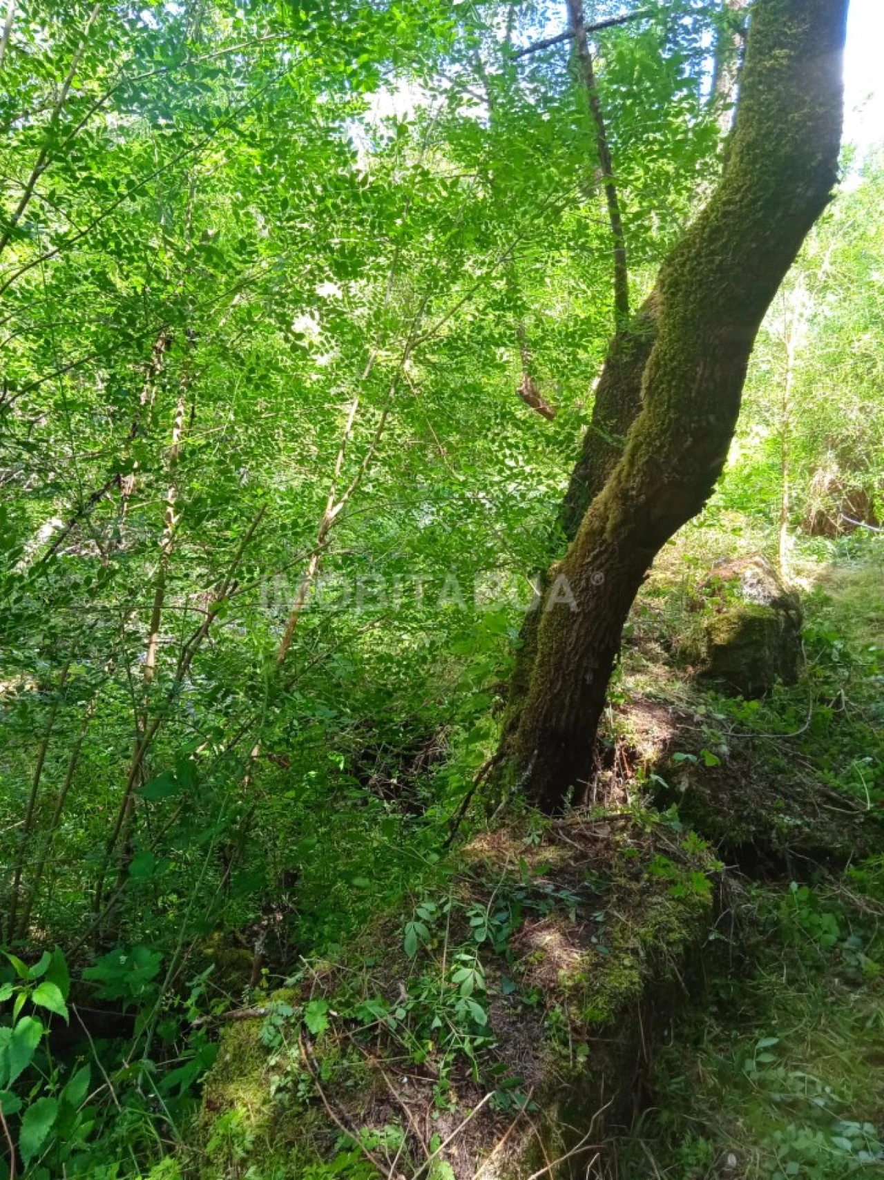 Terreno para Venda em Travanca de Lagos Foto 22