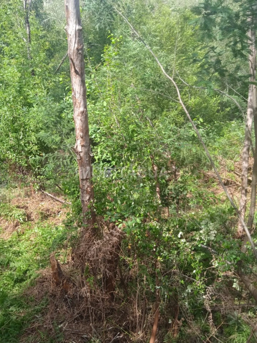 Terreno para Venda em Travanca de Lagos Foto 19