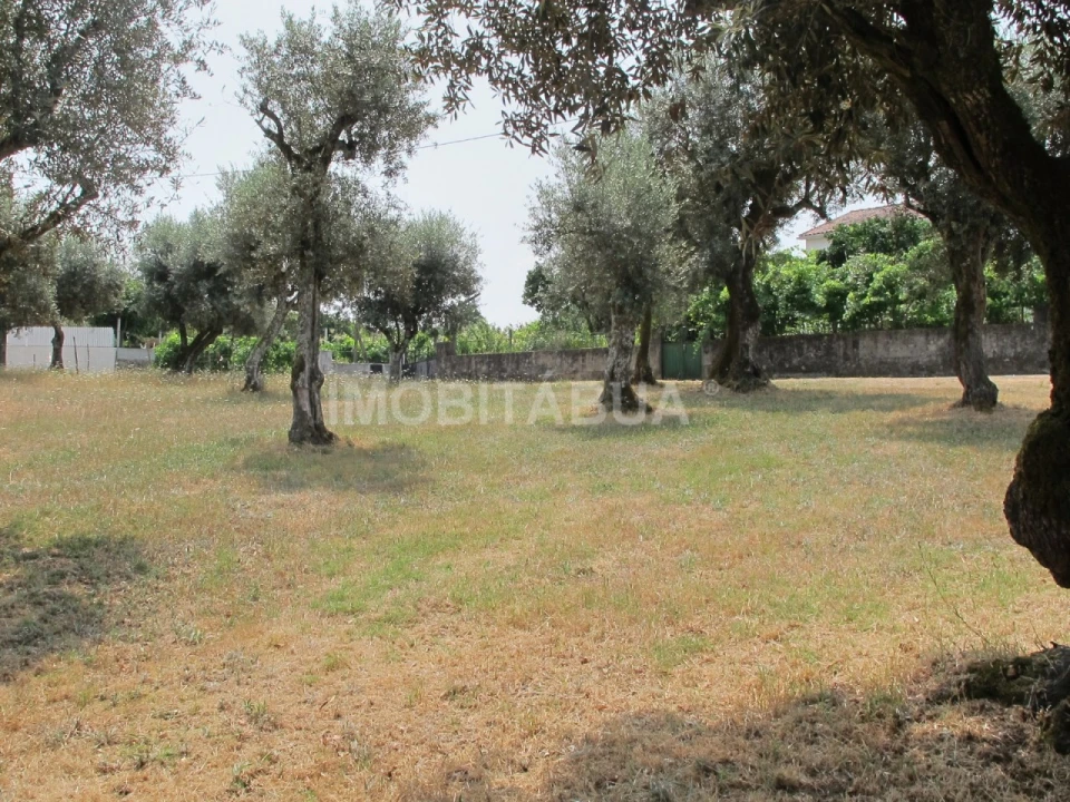 Terreno para Venda em Tabua Foto 4