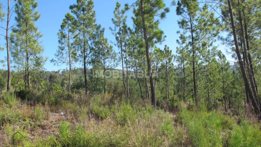 Terreno para Venda em Vila Cova de Alva e Anseriz Foto 5