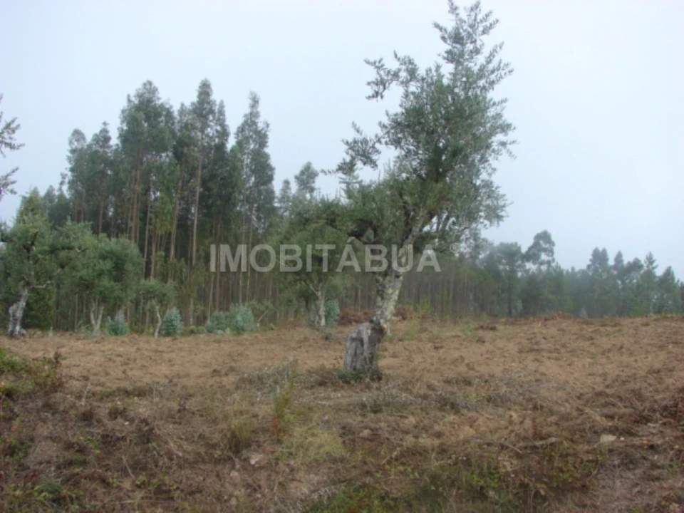 Terreno para Venda em Ázere e Covelo Foto 5