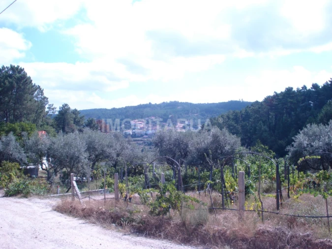 Terreno para Venda em Covas e Vila Nova de Oliveirinha Foto 4