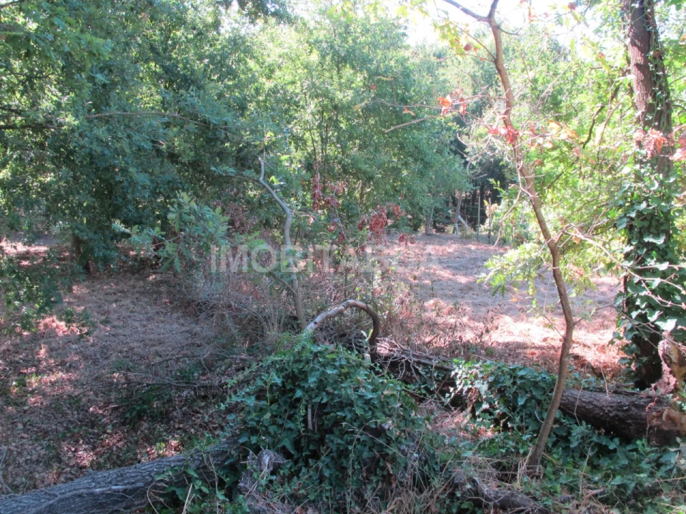 Terreno para Venda em Santa Comba Dão e Couto do Mosteiro Foto 4