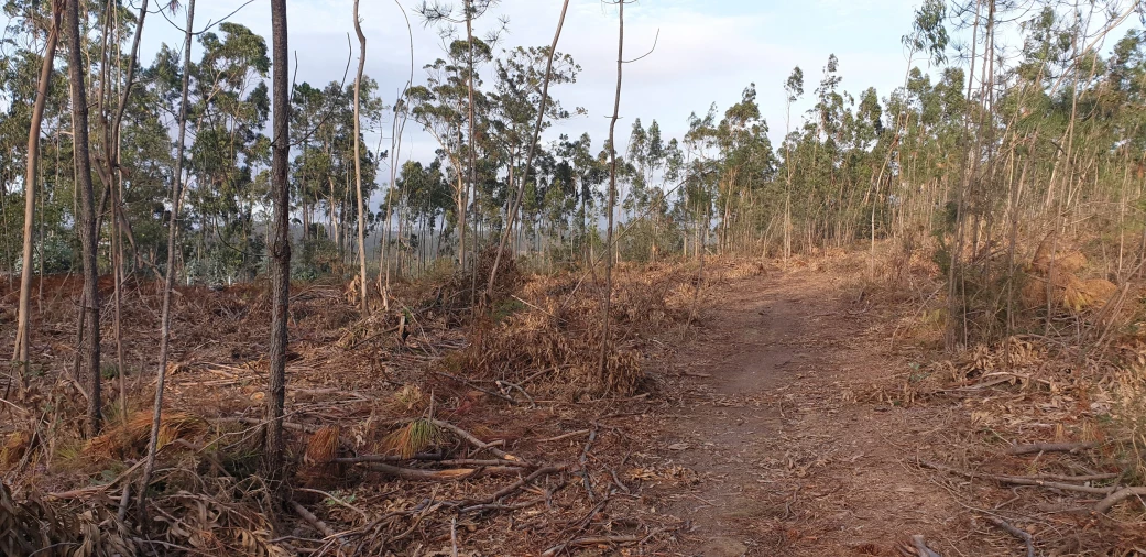 Terreno Misto para Venda em Aver-O-Mar, Amorim e Terroso Foto 5