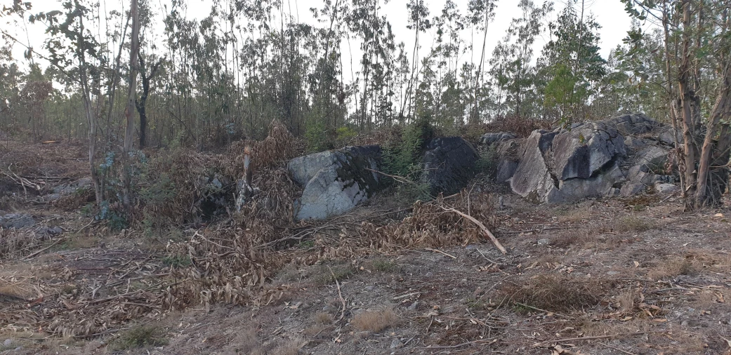 Terreno Misto para Venda em Aver-O-Mar, Amorim e Terroso Foto 4